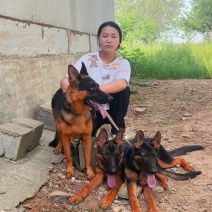纯种德国牧羊犬，放羊全活狗