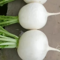 （精品）又大又白的圆根萝卜地里现拔现砍出货
