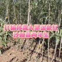 大果深秋红沙棘苗两年生