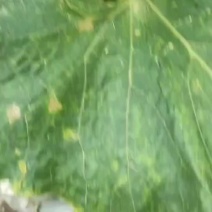 白皮冬瓜