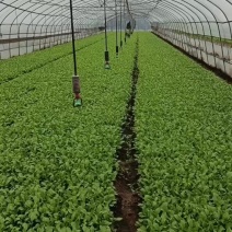 精品鸡毛菜，全年供货