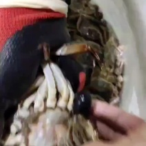 马鞍山大众湖精品大闸蟹