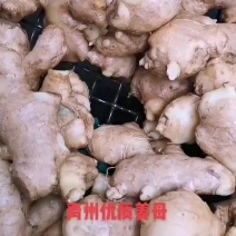 青州优质水洗姜母大量供应