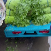 芹菜香芹