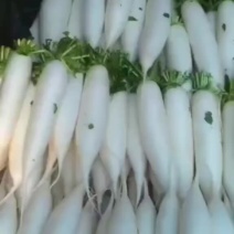 涞水萝卜下来了