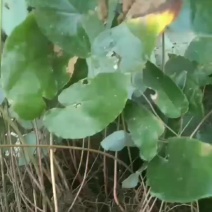淫羊藿种苗