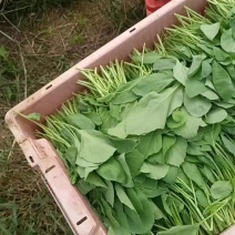 广东芥兰苗