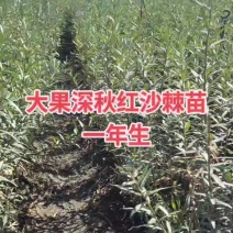 一年生扦插移栽大果深秋红沙棘苗