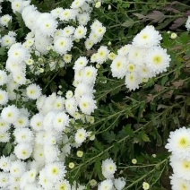 大板菊
