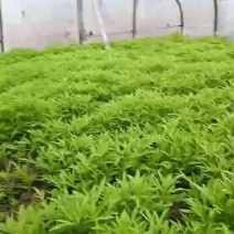 新鲜精品芦蒿预售开始，欢迎老板打扰，