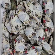 螃蟹。黑三角，花三角，梭子蟹，各种规格，货源充足
