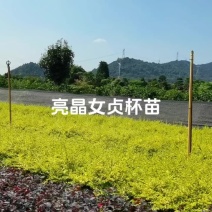 苗圃直供亮晶女贞杯苗地苗亮晶女贞芽苗耐修剪根系好量大从优