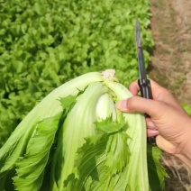 芥菜大量货源