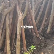 处理一批7-12公分占地紫薇