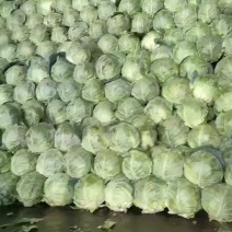 秦皇岛昌黎甘蓝海量货源价格美丽