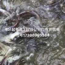 湖北斑点叉尾鱼鮰鱼苗