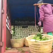 山地大白菜