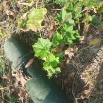 麦茬青皮冬瓜大量上市
