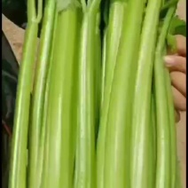 精品西芹大中小颗大量有货
