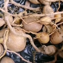 云南野生地苦胆，名贵中药材