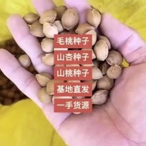 出售山杏种子杏种子春季供沙藏好的发芽率保障