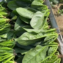 菠菜20-25公分原产地质量保证正常代发
