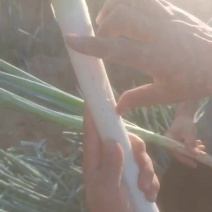 毛葱，钢葱，大量有货！量大从优！