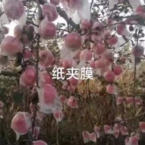 香甜红富士