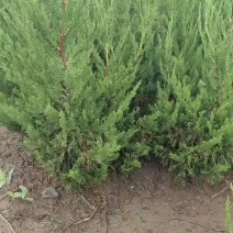 苗圃批发小龙柏.耐寒耐旱好成活绿化小龙柏墓地用苗四季长青