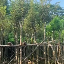 黄花风铃木