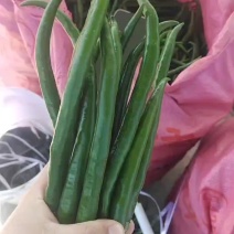 精品三号线椒