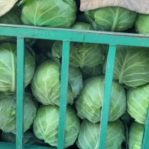 产地直销精品甘蓝可视频看货质量有保障欢迎咨询