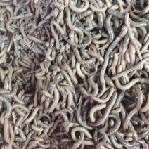 蚯蚓，臭蚯蚓