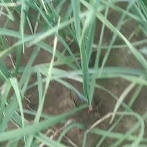 大棚里的红根蒜苗以上