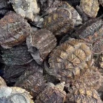 2000只鳄龟碌，1-3两，健康全尾