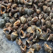渤海湾潜水薄