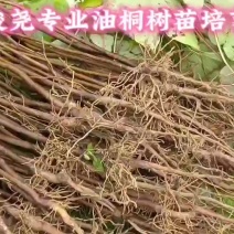 千年桐造林苗批发，买油桐苗请选择重庆俊尧专业油桐培育公司