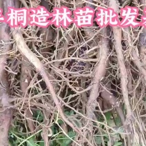 千年桐木油桐批发，买油桐苗请选择重庆俊尧专业油桐培育公司