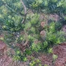 拿弯，精品，贵妃，造型罗汉松