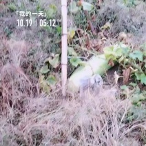 冬瓜大量有货