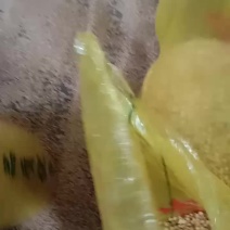高蛋白黄豆大量供应