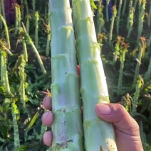 山东莴苣杆红叶莴笋精品大量滞销特价供应