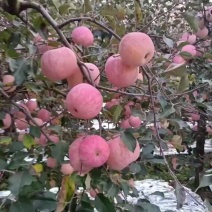 大量红富士苹果上市，全红，条纹