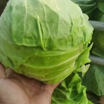 精品甘蓝，中甘系列