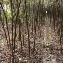 2公分榉树，二年生二公分榉树，大量有货可视频看货