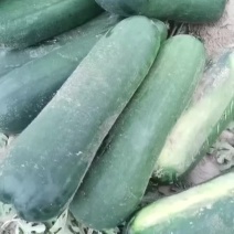 清苑地冬瓜，大量供应