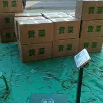 云南特产，精品贡菜