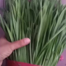 精品韭菜
