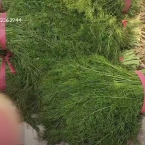茴香