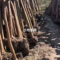现货供应占地紫薇